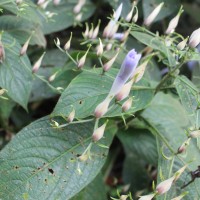 Barleria vestita T.Anderson